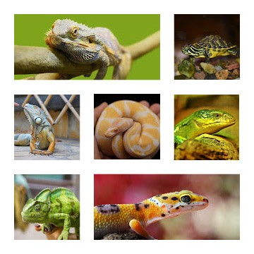 Reptile collage