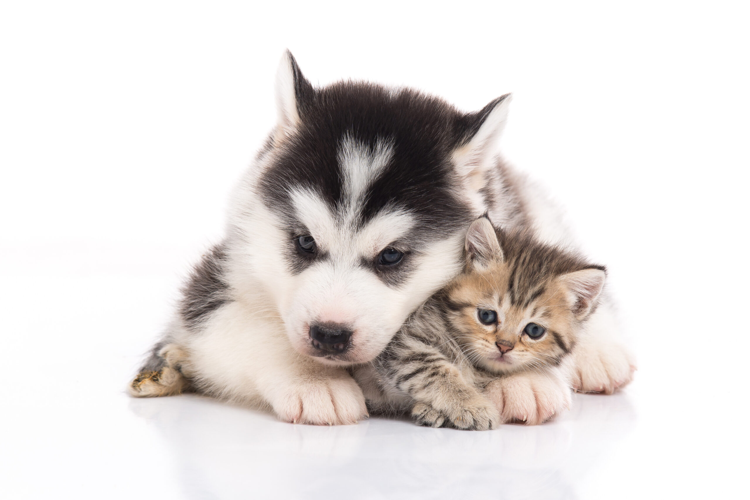 Cute siberian husky puppy cuddling cute kitten on white background isolated