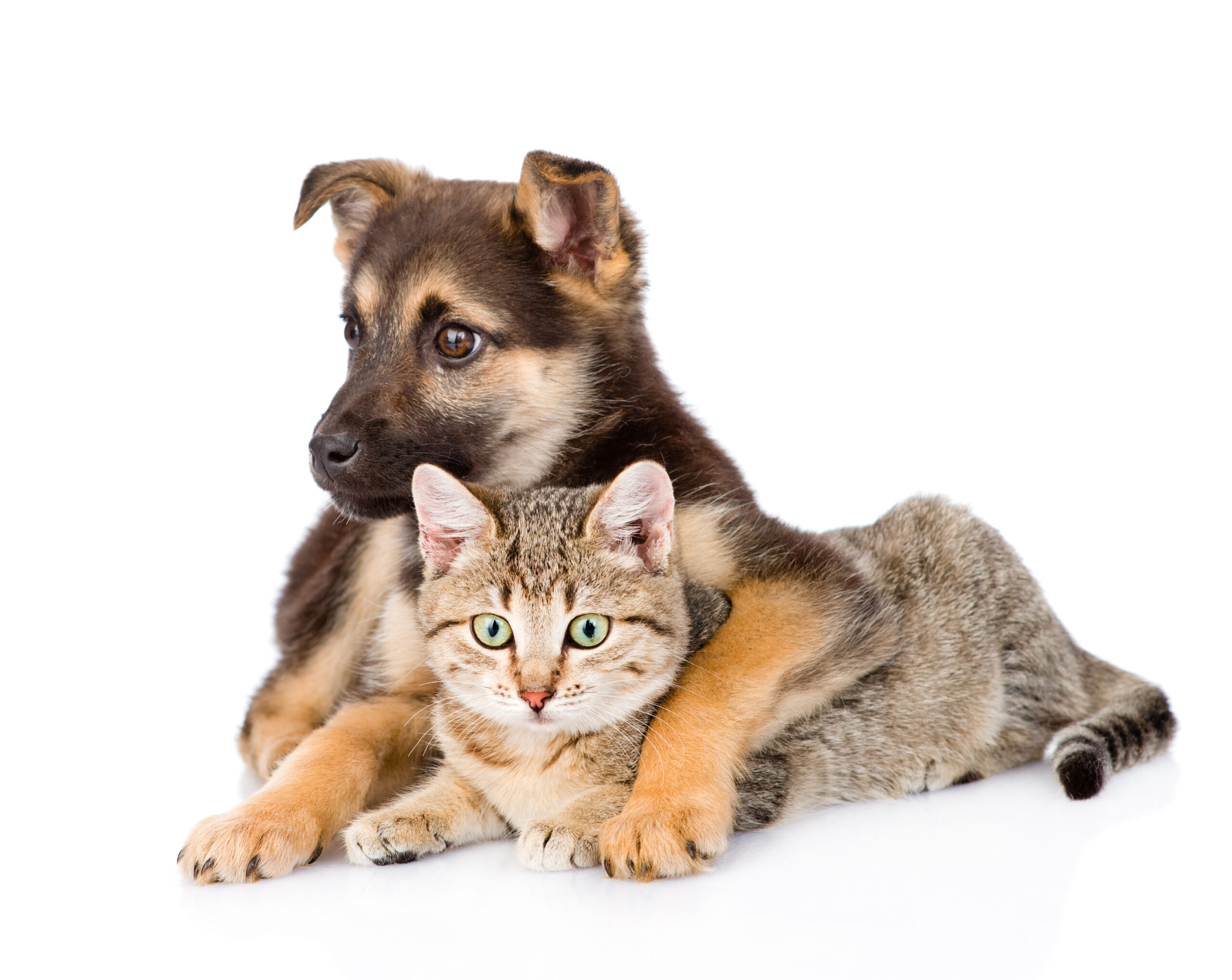mixed breed dog embracing tabby cat. isolated on white backgroun
