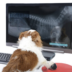 Chihuahua dog is checking health status that shown on computer display.