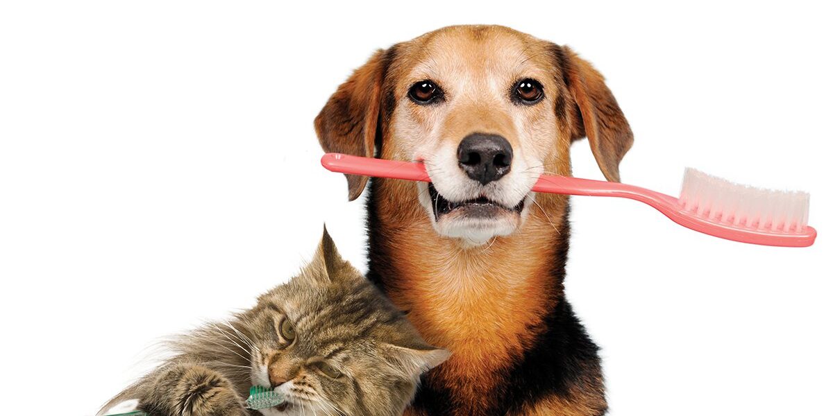 dog cat dental